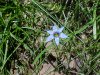 Blue-eyed Grass (Sisyrinchium angustifolium)