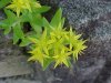 Stringy Stonecrop, Yellow Moss, Graveyard Moss (Sedum sarmentosum) - thanks to Gottfried Unger for correction: was misidentified as Wild Stonecrop (Sedum ternatum)