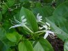 Japanese Honeysuckle (Lonicera japonica)