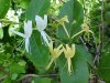 Japanese Honeysuckle (Lonicera japonica)