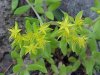 Stringy Stonecrop, Yellow Moss, Graveyard Moss (Sedum sarmentosum) - thanks to Gottfried Unger for correction: was misidentified as Wild Stonecrop (Sedum ternatum)