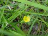 Yellow Wood Sorrel; Sour Grass (Oxalis stricta)
