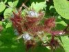 Of the Wild Red Raspberry family (Rubis idaeus)