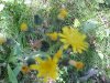 Yellow Hawkweed; King Devil (Hieracium caespitosum; Hieracium pratense; Hieracium floribundum)