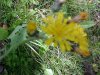 Yellow Hawkweed; King Devil (Hieracium caespitosum; Hieracium pratense; Hieracium floribundum)