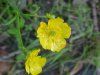 Common Buttercup (Ranunculus acris)