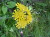 Yellow Hawkweed; King Devil (Hieracium caespitosum; Hieracium  pratense; Hieracium floribundum)