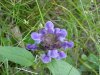 Heal-all; Self-heal (Prunella vulgaris)