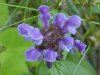 Heal-all; Self-heal (Prunella vulgaris)