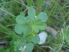 Black Medick (Medicago  lupulina)