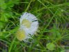Philadelphia Fleabane (Erigeron philadelphicus)