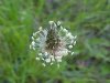 English Plaintain (Plantago  lanceolata)
