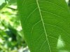 Leaves of LDEO, Columbia Univ., Palisades, N.Y., USA
