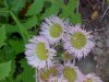 Philadelphia Fleabane (Erigeron philadelphicus)