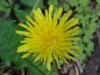 Common Dandelion (Taraxacum officinale)