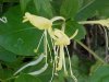 Japanese Honeysuckle (Lonicera japonica)