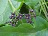 Black swallow-wort (Cynanchum nigrum; Cynanchum rossicum)