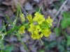 Common Wintercress (Barbarea vulgaris)