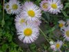 Philadelphia Fleabane (Erigeron philadelphicus)