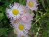Philadelphia Fleabane (Erigeron philadelphicus)
