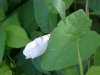 Field Bindweed (Convolvulus arvensis)