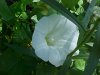 Field Bindweed (Convolvulus arvensis)
