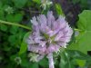 Red Clover (Trifolium pratense)