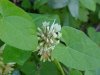 White ; Dutch Clover (Trifolium repens)