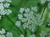 Wild Angelica (Angelica   triquinata) - described as closely  resembling the very poisoness Water Hemlock (Cicuta maculata)