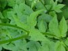 Wild Angelica (Angelica   triquinata) - described as closely  resembling the very poisoness Water Hemlock (Cicuta maculata)