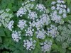 Wild Angelica (Angelica triquinata) - described as closely resembling the very poisoness Water Hemlock (Cicuta maculata)