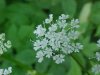 Wild Angelica (Angelica   triquinata) - described as closely  resembling the very poisoness Water Hemlock (Cicuta maculata)