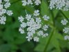 Wild Angelica (Angelica triquinata) - described as closely resembling the very poisoness Water Hemlock (Cicuta maculata)