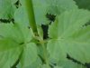 Wild Angelica (Angelica triquinata) - described as closely resembling the very poisoness Water Hemlock (Cicuta maculata)