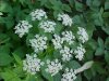 Wild Angelica (Angelica triquinata) - described as closely resembling the very poisoness Water Hemlock (Cicuta maculata)