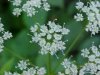 Wild Angelica (Angelica triquinata) - described as closely resembling the very poisoness Water Hemlock (Cicuta maculata)