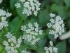 Wild Angelica (Angelica triquinata) - described as closely resembling the very poisoness Water Hemlock (Cicuta maculata)