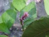 Lady's Thumb (Polygonum persicaria)