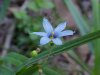 Blue-eyed Grass (Sisyrinchium angustifolium)