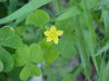 Yellow Wood Sorrel; Sour  Grass (Oxalis stricta)