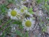 Philadelphia Fleabane (Erigeron philadelphicus)