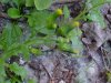Wild Lettuce (Lactuca canadensis)