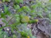 Flowering Wild Lettuce (Lactuca canadensis)