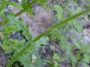 Wild Lettuce (Lactuca canadensis)