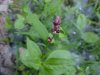 Lady's Thumb (Polygonum persicaria)