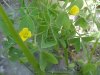 Yellow Wood Sorrel; Sour  Grass (Oxalis stricta)