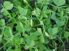 Yellow Wood Sorrel; Sour Grass (Oxalis stricta)