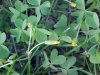 Yellow Wood Sorrel; Sour  Grass (Oxalis stricta)