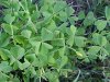 Yellow Wood Sorrel; Sour Grass (Oxalis stricta)