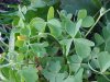 Yellow Wood Sorrel; Sour Grass (Oxalis stricta)